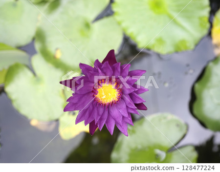 Vibrant purple water lily with bright yellow center floats on pond surrounded by green lily pads, creating peaceful and colorful aquatic scene 128477224