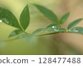 南天竹葉上水滴的特寫 128477488
