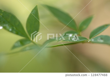 南天竹葉上水滴的特寫 128477488