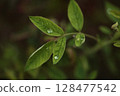玫瑰葉子的特寫 128477542