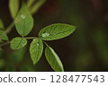 玫瑰葉子的特寫 128477543