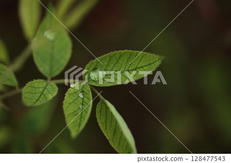 Close-up of rose leaves Close-up of rose leaves 128477543