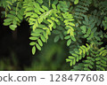 刺槐葉片特寫 128477608