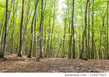 Tokamachi City, Niigata Prefecture: Beautiful Bijinrin forest with fresh beech greenery 128477625