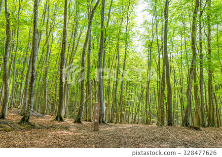 Tokamachi City, Niigata Prefecture: Beautiful Bijinrin forest with fresh beech greenery 128477626