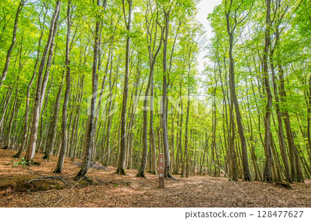 Tokamachi City, Niigata Prefecture: Beautiful Bijinrin forest with fresh beech greenery 128477627