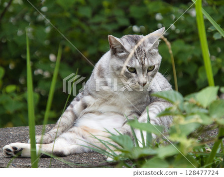 Relaxing mackerel tabby cat 128477724