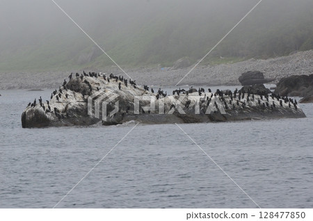 Flocks of seabirds and reefs (west coast of Shiretoko Peninsula/Hokkaido) Flocks of seabirds and reefs (west coast of Shiretoko Peninsula/Hokkaido) 128477850