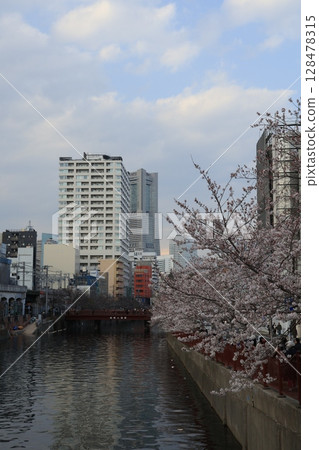 Cherry blossoms along the Ooka River in Yokohama 128478315