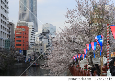 Cherry blossoms along the Ooka River in Yokohama 128478316