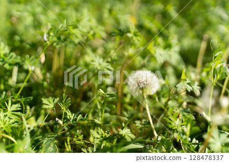 春光與蒲公英的絨毛① 128478337