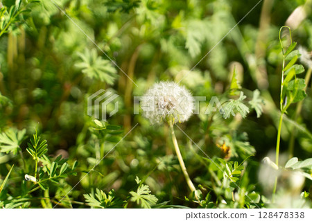 春光與蒲公英的絨毛② 128478338