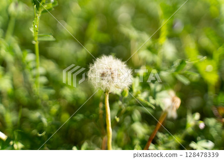 春光與蒲公英的絨毛③ 128478339