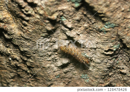Long-haired brown tomoeidae moth larva on the trunk of a large tree (outdoor field insect macro photography) 128478426