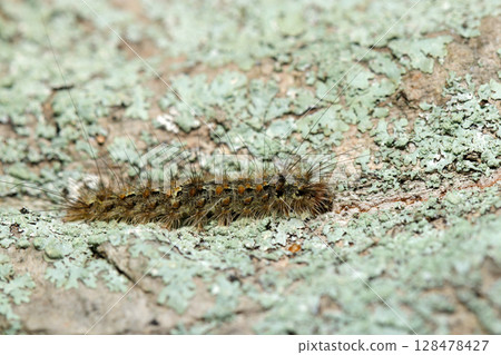 Tomoe moth larvae on the trunk of a large tree covered with Parmelioides moss (outdoor field insect macro photography) 128478427
