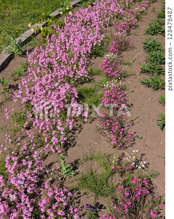 春天，公園花壇裡盛開著粉紅豹花和黑石竹的粉紅色花朵 128478487