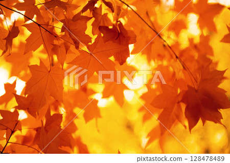 Autumn leaves 128478489