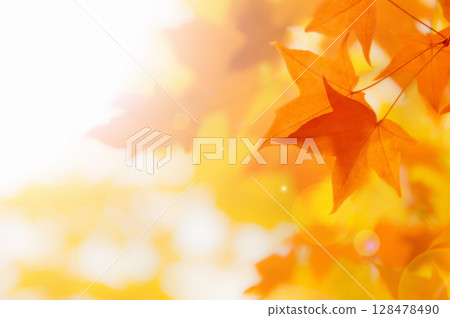 Autumn leaves 128478490