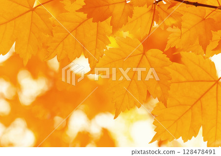 Autumn leaves 128478491