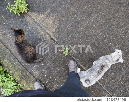 一隻棕色虎斑貓和一隻棕色虎斑貓向我們打招呼。 128478496