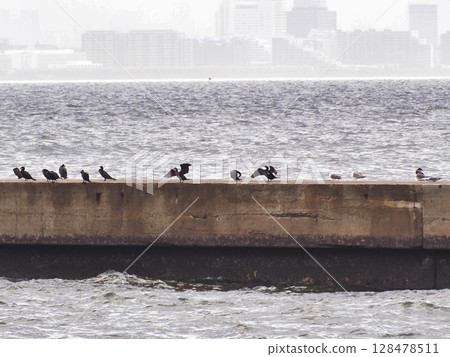 Tokyo Bay under the rainy season sky and a flock of cormorants Tokyo Bay under the rainy season sky and a flock of cormorants 128478511
