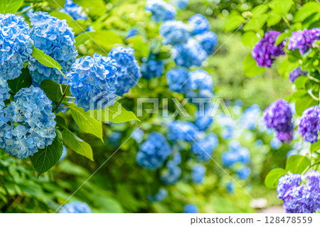 Hydrangea (Moekizukinin) 128478559