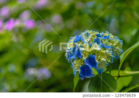 繡球花（Moekizukinin） 128478639