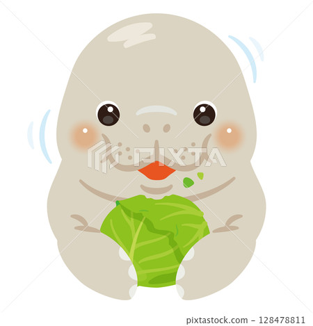 Manatee eating cabbage Manatee eating cabbage 128478811