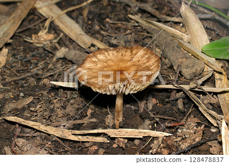 Old gray-brown mushrooms, believed to be from the genus Pseudotsuga, growing in fertile forest soil (macro photography of fungi and mushrooms in the natural environment) Old gray-brown mushrooms, believed to be from the genus Pseudotsuga, growing in fertile forest soil (macro photography of fungi and mushrooms in the natural environment) 128478837