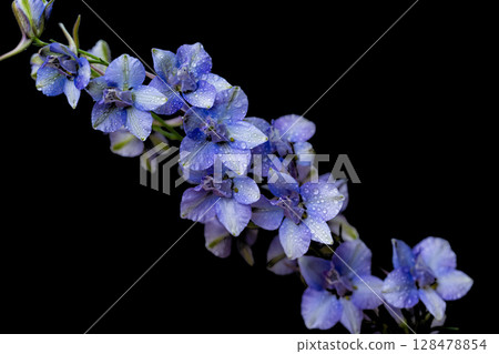 blue delphinium blue delphinium 128478854