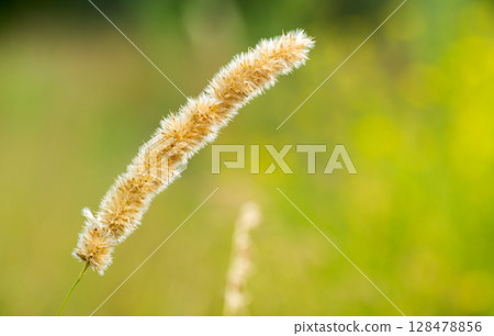 meadow grasses yarrow in summer meadow grasses yarrow in summer 128478856