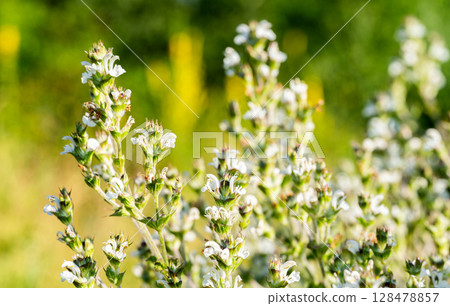 meadow grasses yarrow in summer meadow grasses yarrow in summer 128478857