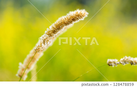 meadow grasses yarrow in summer 128478859