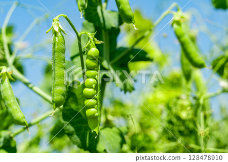 green peas growing green peas growing 128478910