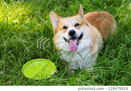 Pembroke Corgi on a walk 128478919