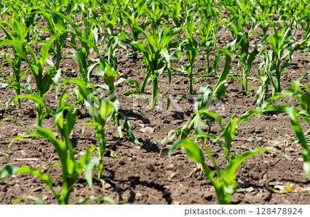 green corn growing green corn growing 128478924
