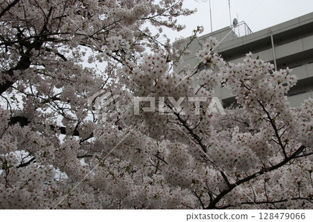 Cherry blossoms of Kanda River 128479066