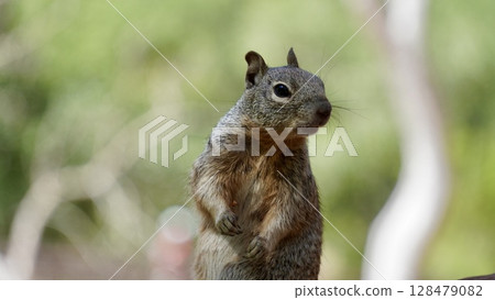 A rock squirrel staring at something on a tree A rock squirrel staring at something on a tree 128479082