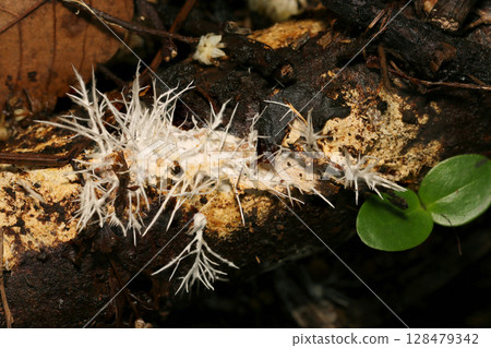 一束多刺的根狀菌絲體,類似於在腐爛的木頭上生長的多刺的 Methampheterocarpus nigricans(自然環境中的真菌和蘑菇的微距攝影) 一束多刺的根狀菌絲體,類似於在腐爛的木頭上生長的多刺的 Methampheterocarpus nigricans(自然環境中的真菌和蘑菇的微距攝影) 128479342