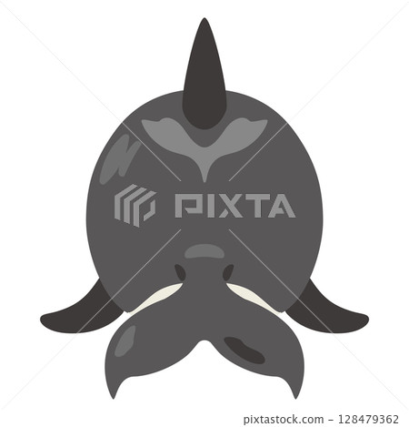Illustration of a killer whale seen from behind 128479362
