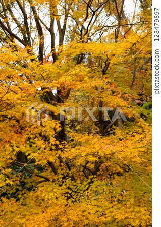 美麗的秋天森林 128479897