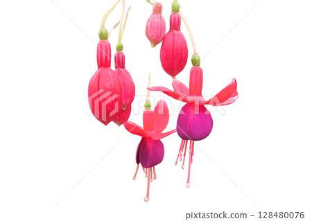Hybrid Fuchsia Flower PNG Transparent Background. Hybrid Fuchsia Flower PNG Transparent Background. 128480076