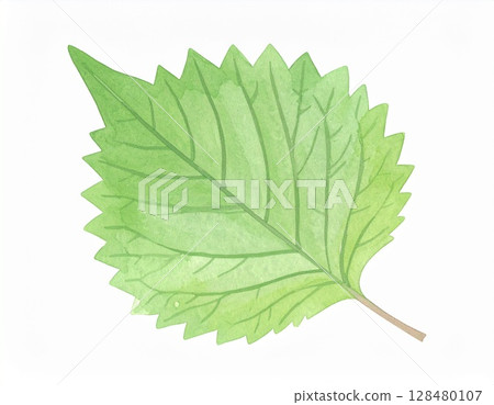 Macrophyll Macrophyll 128480107