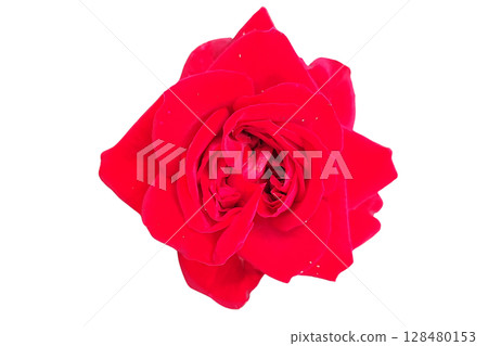 Red Rose Flower PNG Transparent Backgroun Red Rose Flower PNG Transparent Backgroun 128480153