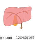 Simple illustration of the liver and gallbladder (with tubes) 128480195