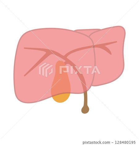 Simple illustration of the liver and gallbladder (with tubes) 128480195