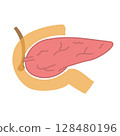 Simple illustration of the pancreas and small intestine (with duodenal papilla) 128480196