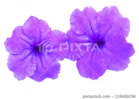 Ruellia tuberosa Flower PNG Transparent Background Ruellia tuberosa Flower PNG Transparent Background 128480296