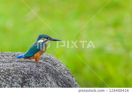 Juvenile male kingfisher resting on a rock 128480416