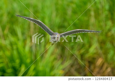 A night heron juvenile flying gracefully against a green background 128480417